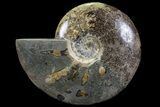 Polished, Agatized Ammonite Fossil - Madagascar #77006-1